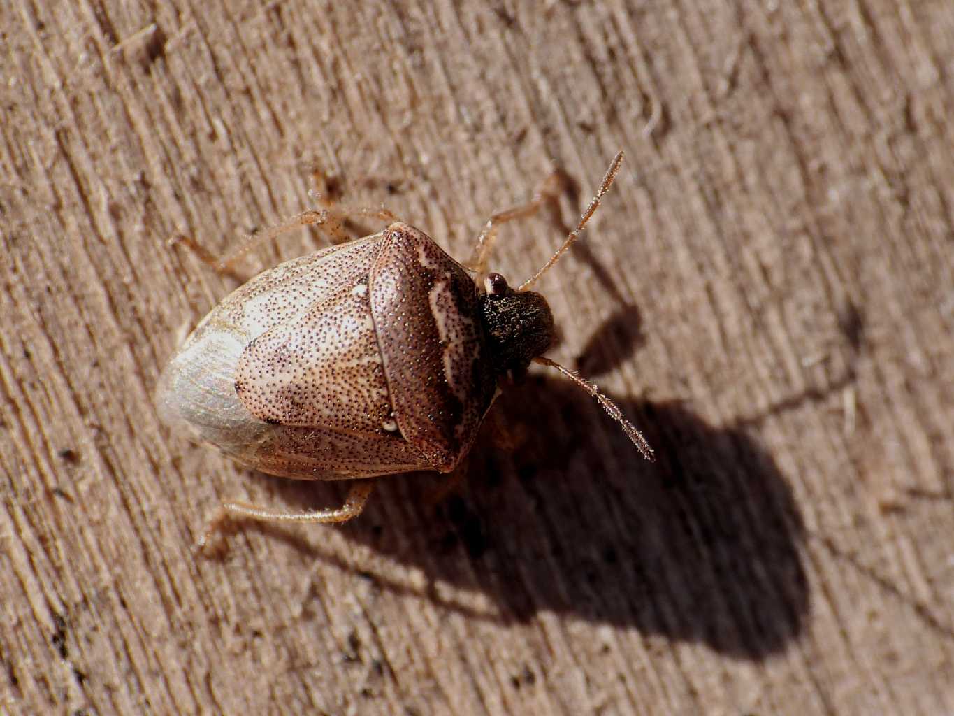 Pentatomidae in miniatura: Eysarcoris ventralis - Ostia (RM)